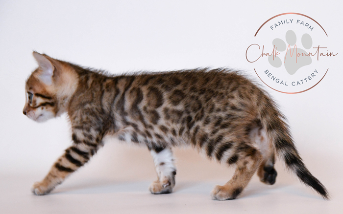 Bengal kitten for sale